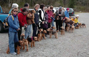 Darwyn Welsh Terriers