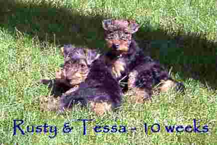 Rusty & Tessa - 10 weeks old Darwyn Welsh Terrier Puppies