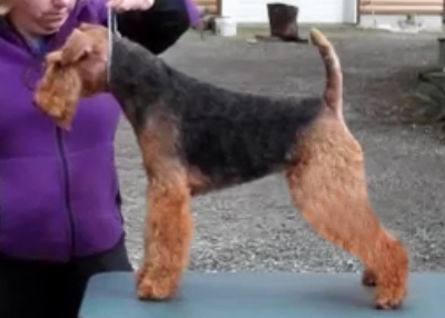 Darwyn Welsh Terriers