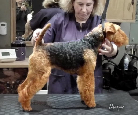 Darwyn Welsh Terriers