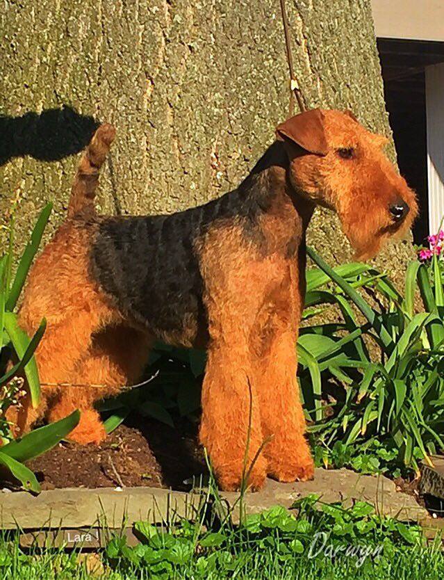 Darwyn Welsh Terriers