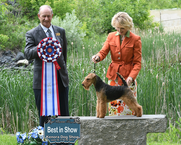 Darwyn Welsh Terriers