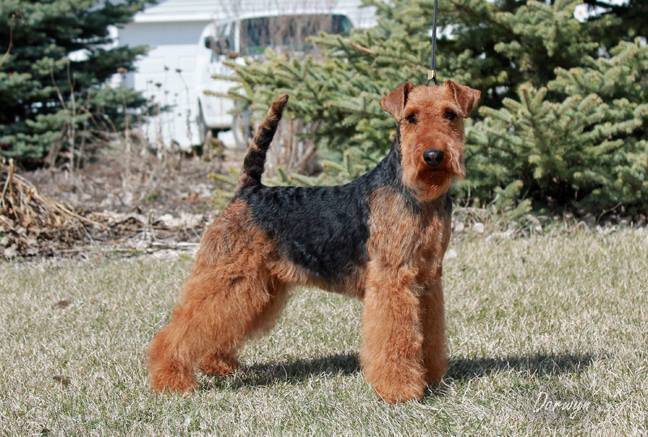 Darwyn Welsh Terriers