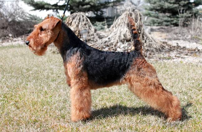 Darwyn Welsh Terriers