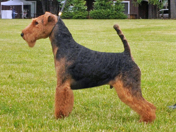 Darwyn Welsh Terriers